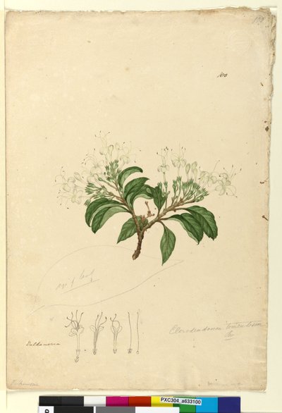 Sayfa 100. Clerodendrum tomentosum, c.1803-06 (wc, kalem, mürekkep ve kurşun kalem) by John William Lewin