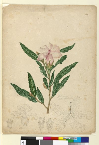 Sayfa 104. Hibiscus heterophyllus, c.1803-06 (wc, kalem, mürekkep ve kurşun kalem) by John William Lewin