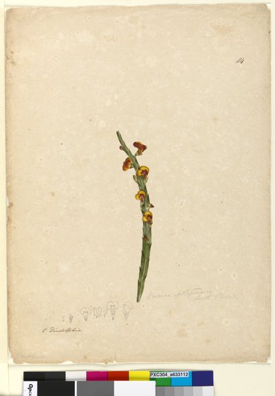 Sayfa 114. Bossiaea scolopendria, c.1803-06 (wc, kalem, mürekkep ve kurşun kalem) by John William Lewin
