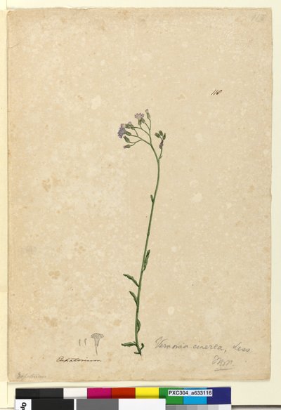 Sayfa 118. Vernonia cinerea, c.1803-06 (wc, kalem, mürekkep ve kurşun kalem) by John William Lewin