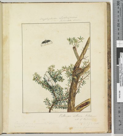 Sayfa 11. Plaka 3 Cryptophasa Septosfermi Pultenae Lewin, 1803-04 (el ile boyanmış gravür baskıları) by John William Lewin