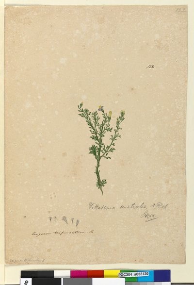 Sayfa 122. Vittadinia australis, c.1803-06 (wc, kalem, mürekkep ve kurşun kalem) by John William Lewin