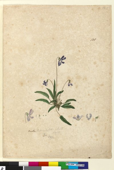 Sayfa 128. Viola betonicifolia, c.1803-06 (wc, kalem, mürekkep ve kurşun kalem) by John William Lewin