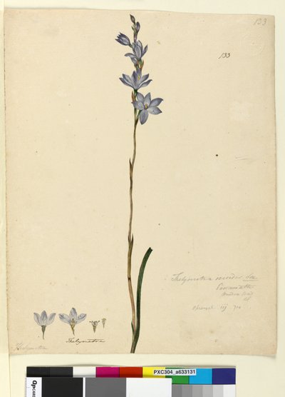 Sayfa 133. Thelymitra ixioides, c.1803-06 (wc, kalem, mürekkep ve kurşun kalem) by John William Lewin