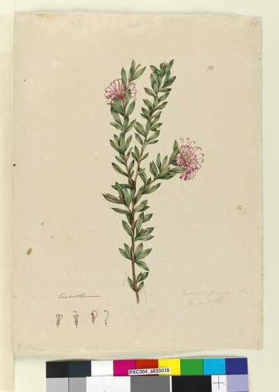 Sayfa 13. Grevillea punicea, c.1803-06 (wc, kalem, mürekkep ve kurşun kalem) by John William Lewin