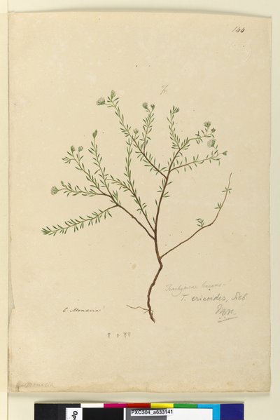Sayfa 144. Trachymene linearis, c.1803-06 (wc, kalem, mürekkep ve kurşun kalem) by John William Lewin