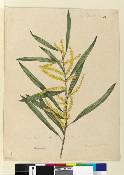 Sayfa 145. Acacia longifolia, c.1803-06 (wc, kalem, mürekkep ve kurşun kalem) by John William Lewin