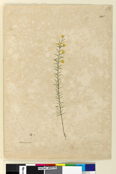 Sayfa 148. Akasya aciculares, c.1803-06 (suluboya, tükenmez kalem, mürekkep ve kurşun kalem) by John William Lewin