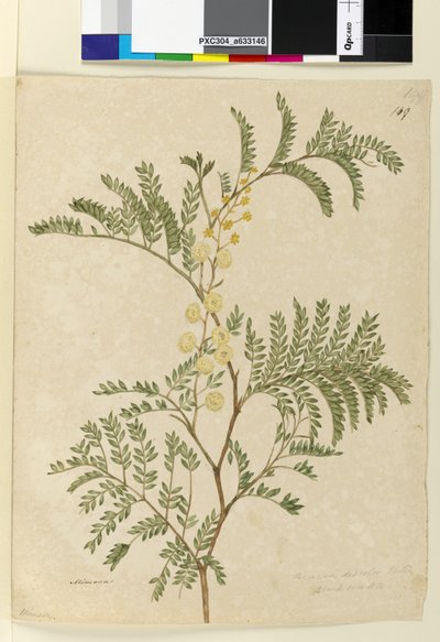 Sayfa 149. Acacia discolorAcacia terminalis, c.1803-06 (wc, kalem, mürekkep ve kurşun kalem) by John William Lewin