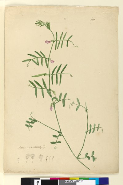 Sayfa 150. Lathyrus, c.1803-06 (wc, kalem, mürekkep ve kurşun kalem) by John William Lewin
