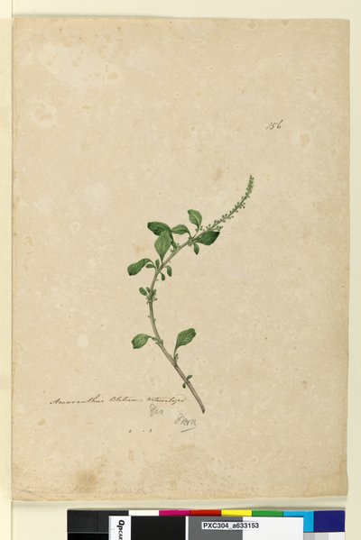 Sayfa 156. Amaranthus Blitum, c.1803-06 (wc, kalem, mürekkep ve kurşun kalem) by John William Lewin