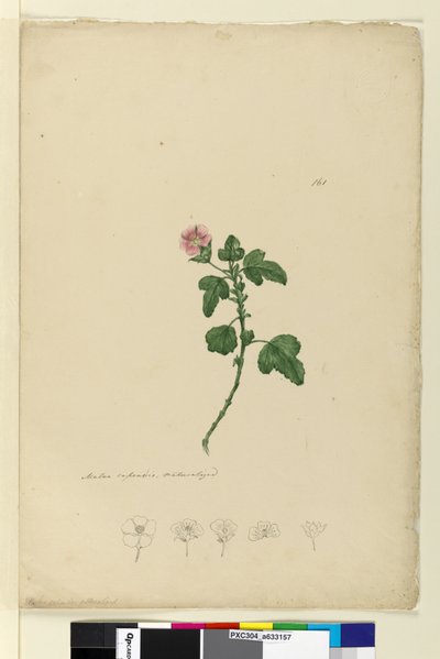 Sayfa 161. Malva capensis, c.1803-06 (wc, kalem, mürekkep ve kurşun kalem) by John William Lewin
