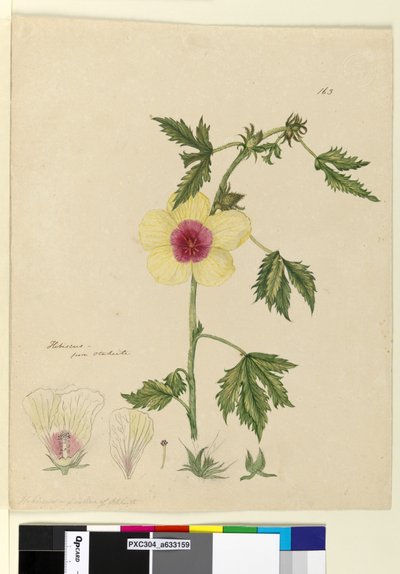 Sayfa 163. Hibiscus, c.1803-06 (wc, kalem, mürekkep ve kurşun kalem) by John William Lewin