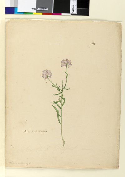 Sayfa 164. İberis vatandaşlığına geçmiş, c.1803-06 (wc, kalem, mürekkep ve kurşun kalem) by John William Lewin