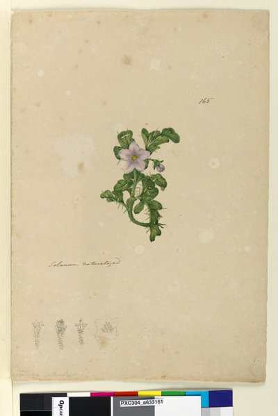 Sayfa 165. Solanum vatandaşlığı, c.1803-06 (wc, kalem, mürekkep ve kurşun kalem) by John William Lewin