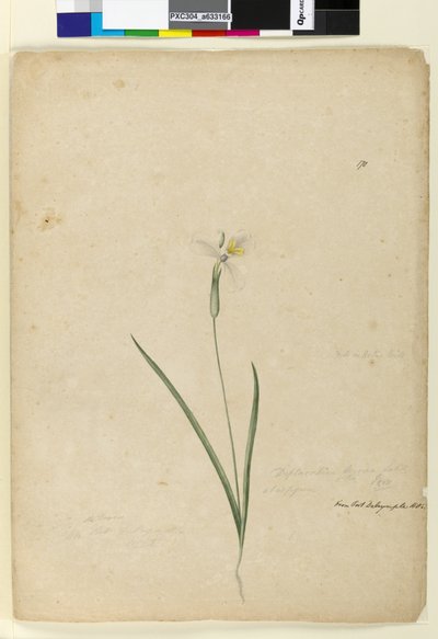 Sayfa 170. Diplarrhena moraea, c.1803-06 (wc, kalem, mürekkep ve kurşun kalem) by John William Lewin