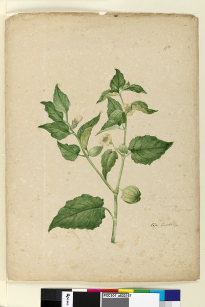Sayfa 172. Physalis edulis, c.1803-06 (wc, kalem, mürekkep ve kurşun kalem) by John William Lewin