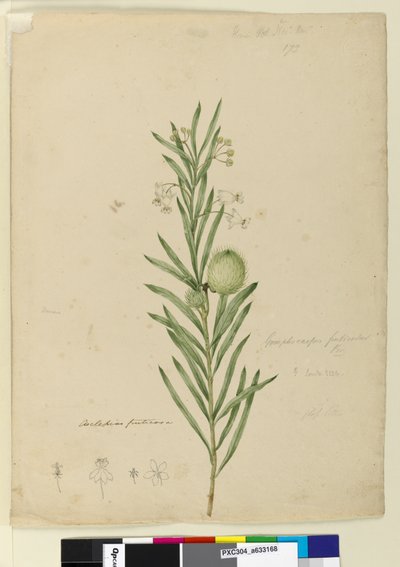 Sayfa 173. Asclepias fruticosa, c.1803-06 (wc, kalem, mürekkep ve kurşun kalem) by John William Lewin