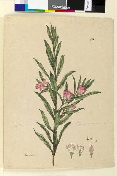 Sayfa 174. Crowea saligna, c.1803-06 (wc, kalem, mürekkep ve kurşun kalem) by John William Lewin