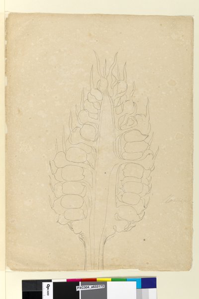 Sayfa 178a. Zamia, c.1803-06 (wc, kalem, mürekkep ve kurşun kalem) by John William Lewin