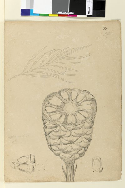 Sayfa 178b. Spiralis, c.1803-06 (wc, kalem, mürekkep ve kurşun kalem) by John William Lewin