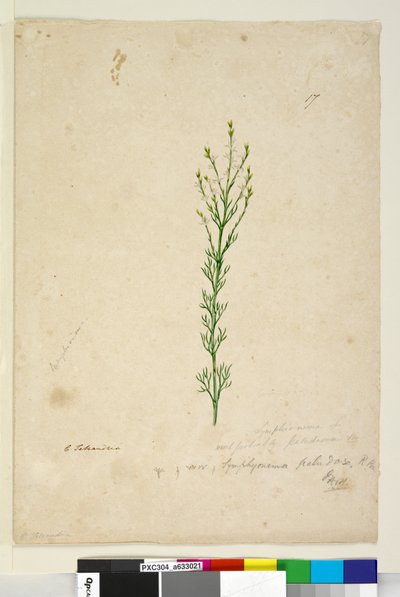 Sayfa 17. Symphionema paludosum, c.1803-06 (wc, kalem, mürekkep ve kurşun kalem) by John William Lewin