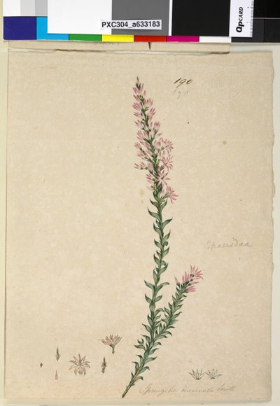 Sayfa 190. Sprengelia incarnata, c.1803-06 (wc, kalem, mürekkep ve kurşun kalem) by John William Lewin