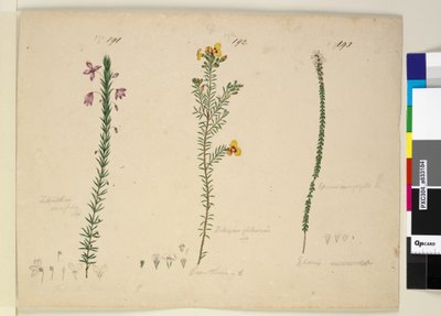 Sayfa 191. Tetratheca ericifolia; 192. Dillwynia glaberrima; 193. Epacris microphylla, c.1803-06 (wc, kalem, mürekkep ve kurşun kalem) by John William Lewin