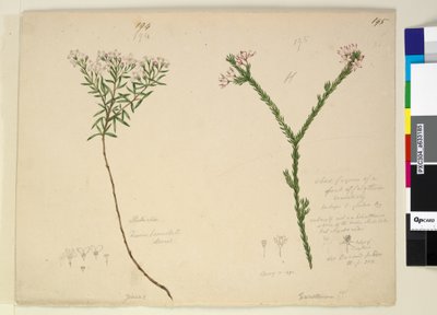 Sayfa 194. Zieria lanceolata Zieria smithii; 195. Calythrix türünün kötü bir figürü..., c.1803-06 (wc, kalem, mürekkep ve kurşun kalem) by John William Lewin