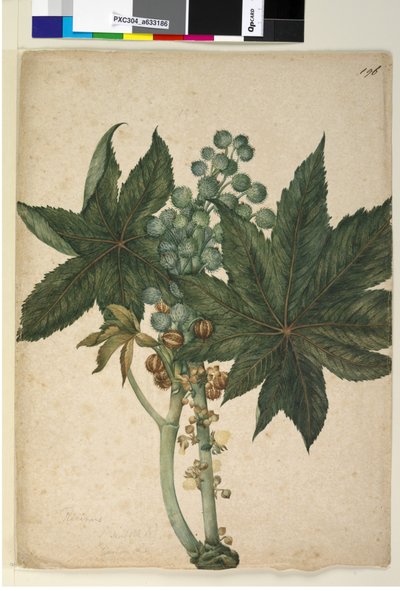 Sayfa 196. Ricinus Ricinus communis, c.1803-06 (wc, kalem, mürekkep ve kurşun kalem) by John William Lewin