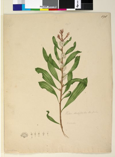 Sayfa 198. Hakea dactyloides, c.1803-06 (wc, kalem, mürekkep ve kurşun kalem) by John William Lewin