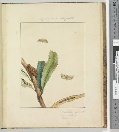 Sayfa 19. Plaka 5 Cryptophasa Strigata, 1803-04 (el ile boyanmış gravür baskıları) by John William Lewin