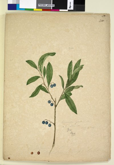 Sayfa 200. Elaeocarpus reticulatus, c.1803-06 (wc, kalem, mürekkep ve kurşun kalem) by John William Lewin
