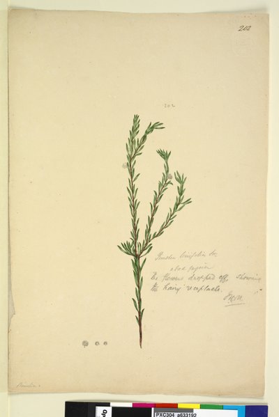 Sayfa 202. Pimelia linifolia, c.1803-06 (wc, kalem, mürekkep ve kurşun kalem) by John William Lewin