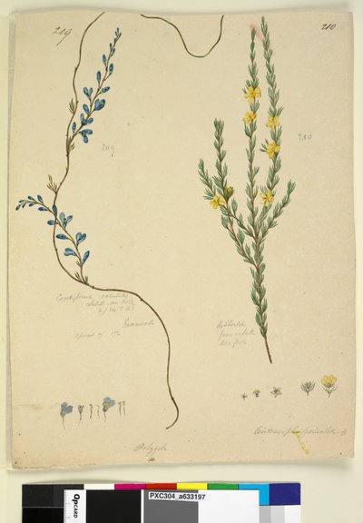 Page 209. Comesperma volubile; 210. Hibbertia fasciculata, c.1803-06 (wc, pen, ink and pencil) by John William Lewin