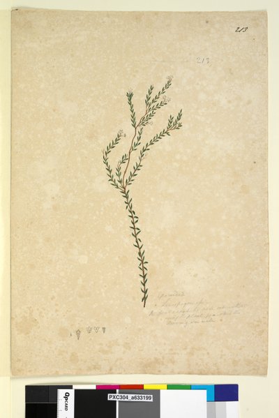 Sayfa 213. EpacrideaeLeucopogon sp., c.1803-06 (wc, kalem, mürekkep ve kurşun kalem) by John William Lewin