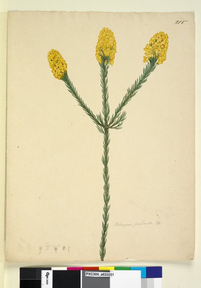 Sayfa 215. Dillwynia floribunda, c.1803-06 (wc, kalem, mürekkep ve kurşun kalem) by John William Lewin