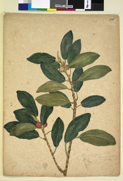 Sayfa 216. Ficus rubiginosa, c.1803-06 (wc, kalem, mürekkep ve kurşun kalem) by John William Lewin