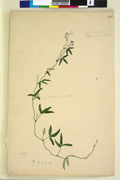 Sayfa 218. Kennedia comptoniana Hardenbergia comptoniana, c.1803-06 (wc, kalem, mürekkep ve kurşun kalem) by John William Lewin