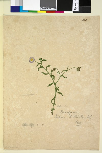 Sayfa 220. Brachycome multifida, c.1803-06 (wc, kalem, mürekkep ve kurşun kalem) by John William Lewin