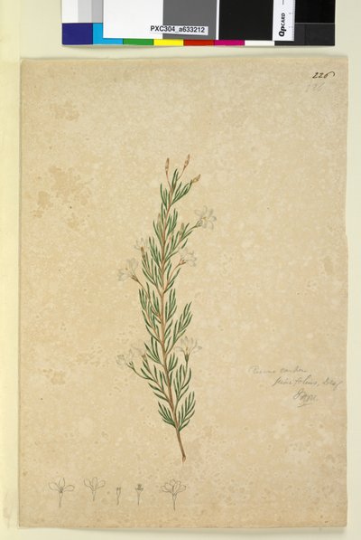 Sayfa 226. Ricinocarpus pinifolius, c.1803-06 (wc, kalem, mürekkep ve kurşun kalem) by John William Lewin