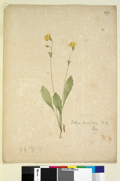 Sayfa 227. Velleia paradoxa, c.1803-06 (wc, kalem, mürekkep ve kurşun kalem) by John William Lewin