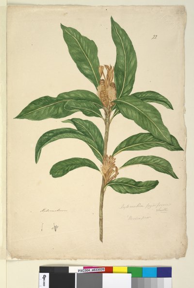 Sayfa 22. Xylomelum pyriforme, c.1803-06 (wc, kalem, mürekkep ve kurşun kalem) by John William Lewin