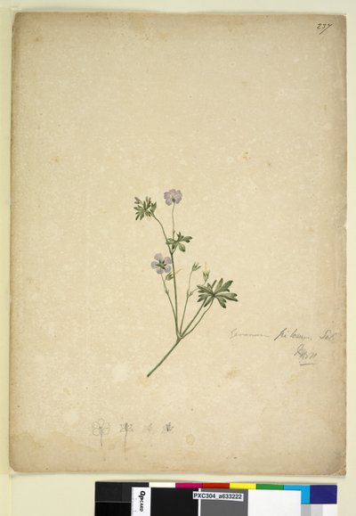 Sayfa 237. Sardunya pilosum, c.1803-06 (wc, kalem, mürekkep ve kurşun kalem) by John William Lewin