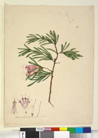 Sayfa 23. Lambertia formosa, c.1803-06 (wc, kalem, mürekkep ve kurşun kalem) by John William Lewin