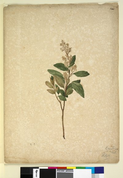Sayfa 240. Pomaderris ligustrina, c.1803-06 (wc, kalem, mürekkep ve kurşun kalem) by John William Lewin