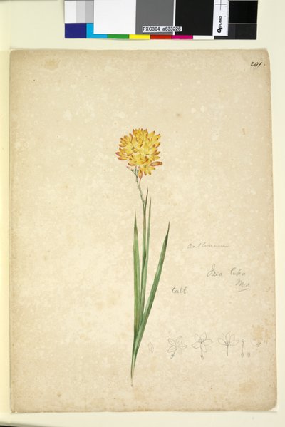 Sayfa 241. Ixia lutea, c.1803-06 (wc, kalem, mürekkep ve kurşun kalem) by John William Lewin