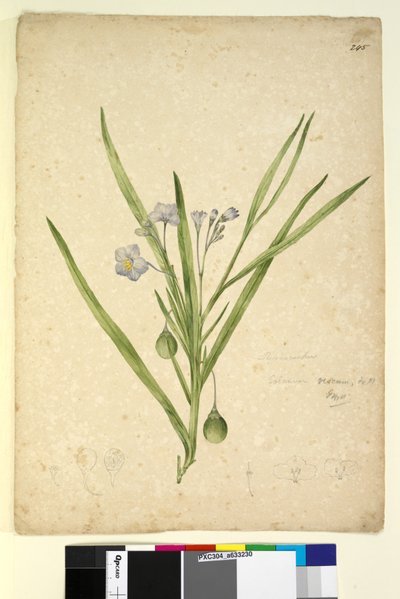 Sayfa 245. Solanum vescum, c.1803-06 (wc, kalem, mürekkep ve kurşun kalem) by John William Lewin