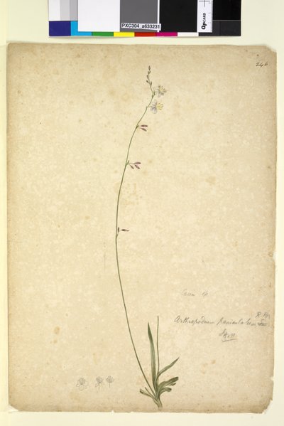 Sayfa 246. Arthropodium paniculatum, c.1803-06 (wc, kalem, mürekkep ve kurşun kalem) by John William Lewin