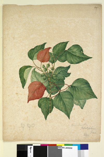 Sayfa 247. Homolanthus populifolius Omalanthus populifolius, c.1803-06 (wc, kalem, mürekkep ve kurşun kalem) by John William Lewin